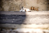 Susak Cats