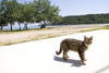 Susak Cats