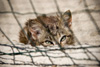 Susak Cats